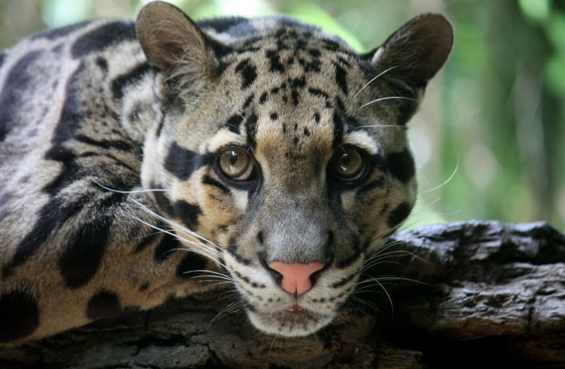 Clouded leopard who escaped at Dallas Zoo is found after enclosure was cut,  police say