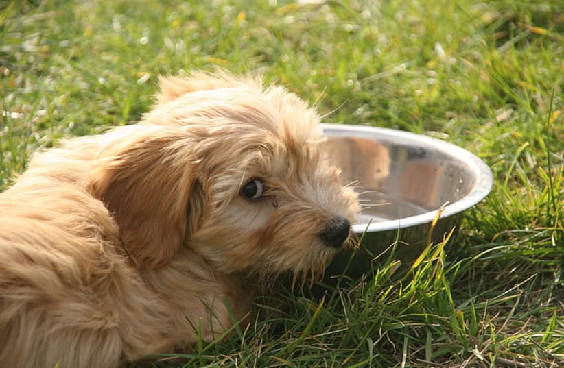  A dog by her water bowl. (photo credit: Hippopx)
