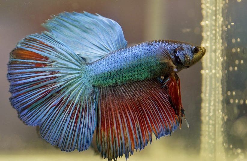  A Siamese fighting fish, also known as a Betta (Illustrative). (photo credit: Wikimedia Commons)