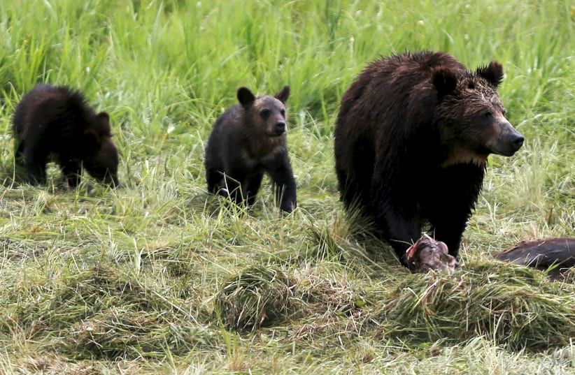  FILE PHOTO: A grizzly bear and her two cubs approach the carcass of a bison in Yellowstone National Park in Wyoming, United States, July 6, 2015. (photo credit: REUTERS/Jim Urquhart/File Photo)