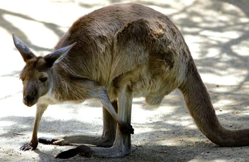  An Australian grey kangaroo scratches its leg at Sydney's Taronga Zoo December 6, 2005. (photo credit: REUTERS)