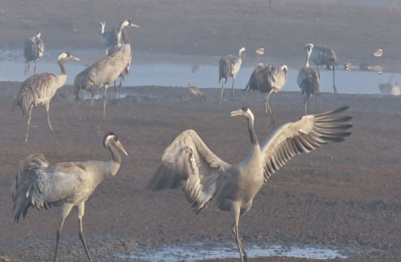  Migratory cranes are seen in Israel's Hula Valley (Illustrative). (photo credit: Inbar Shlomit Rubin, KKL-JNF)