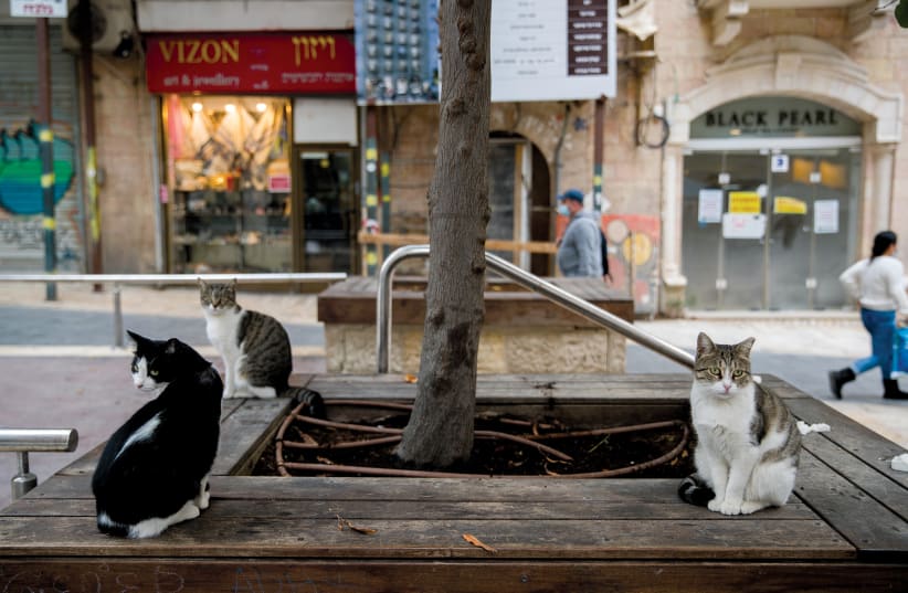  WELCOME NEWS for Jerusalem’s cats – and dogs.  (photo credit: YONATAN SINDEL/FLASH90)