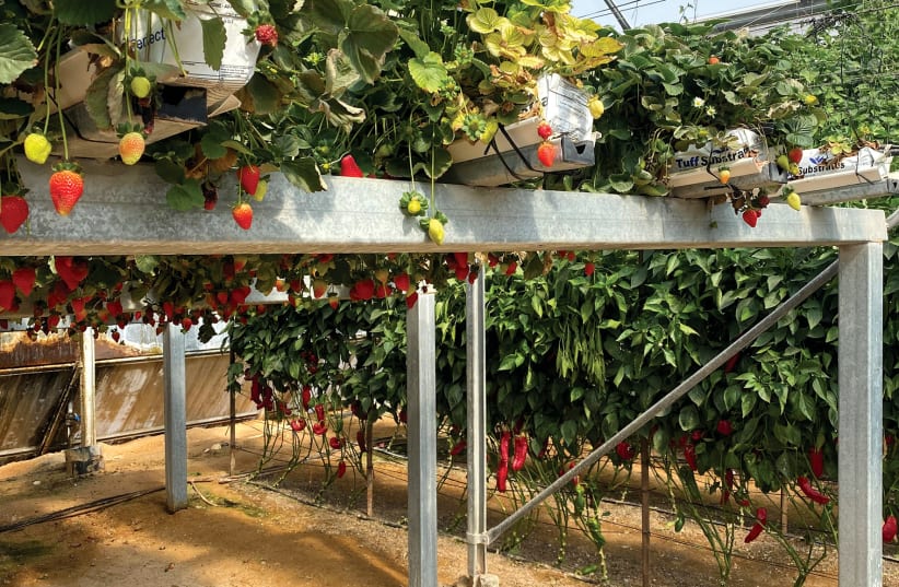  Experimental station for growing strawberries in the desert (photo credit: Rinat Tapiro)