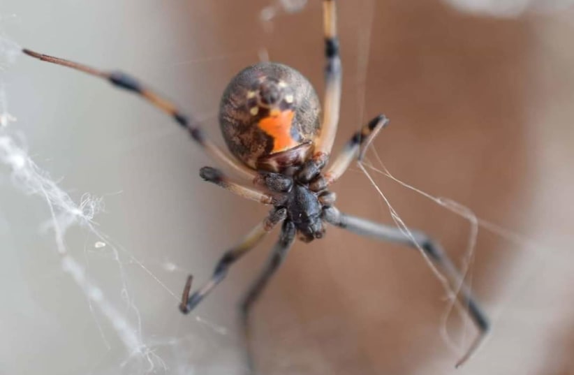  Brown widow spider: The invasive species hunting down and killing black widows. (photo credit: Louis Coticchio)