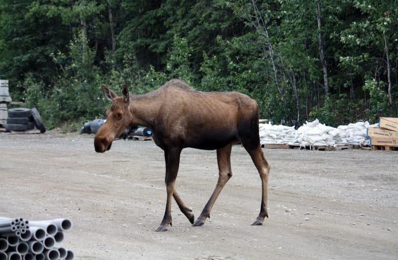  Alaskan moose (photo credit: PIXABAY)