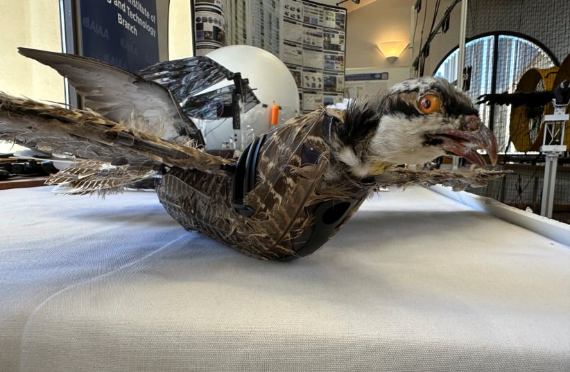 A view of a taxidermy bird drone for wildlife monitoring developed by researchers at New Mexico Institute of Mining and Technology in Socorro, New Mexico, U.S. March 22, 2023. (photo credit: REUTERS/LILIANA SALGADO)