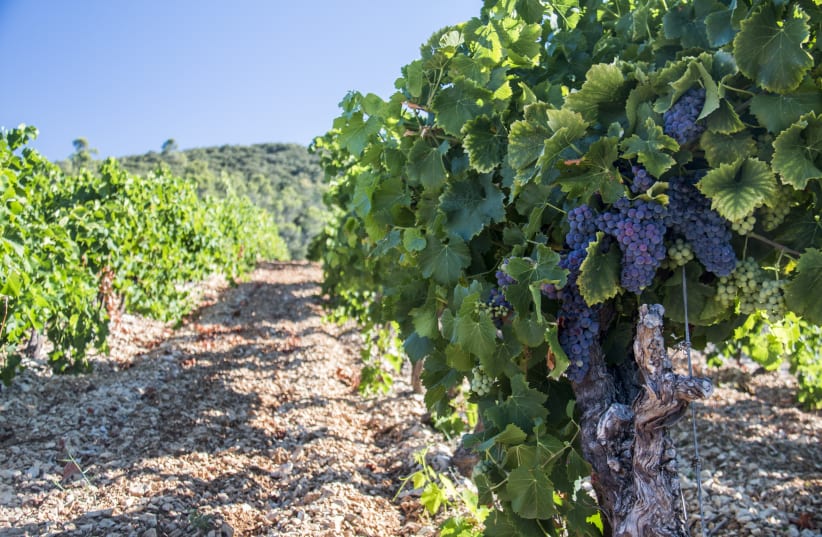  Illustrative image of a vineyard. (photo credit: PXHERE)