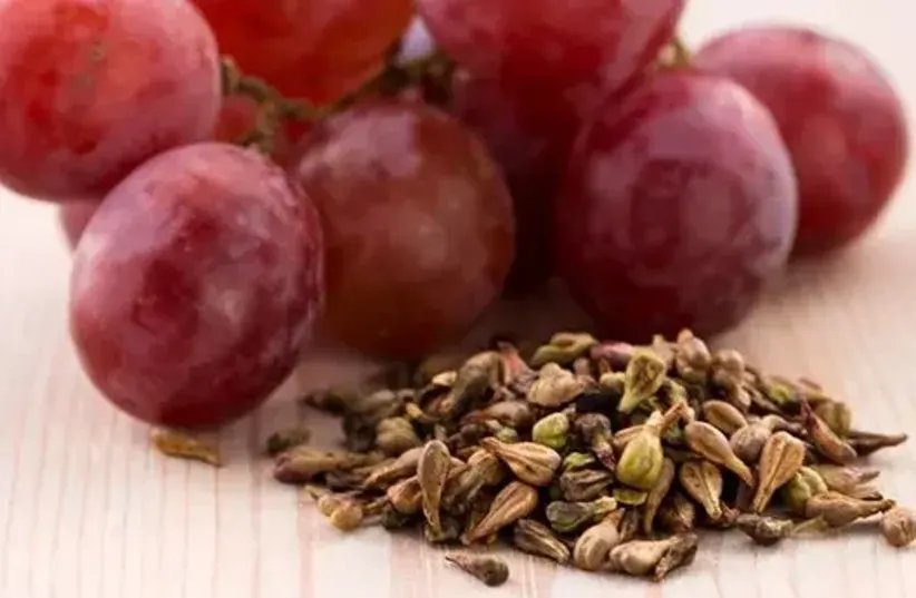 Grape seeds, also known as "pips" (photo credit: CREATIVE COMMONS)