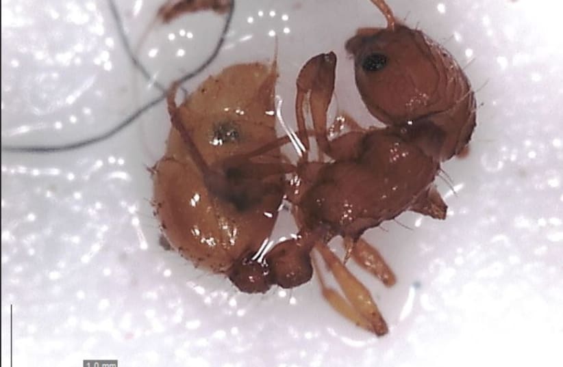  Fire ant under microscope. (photo credit: Itai Lachmi, Nature and Parks Authority)