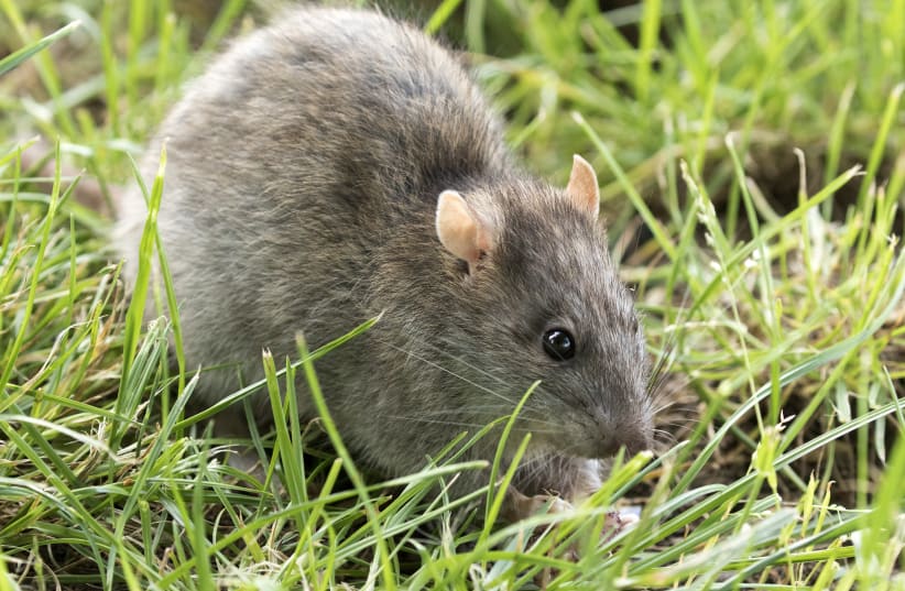  Brown rat (Rattus norvegicus). (photo credit: ZAYNEL CEBECI/WIKIMEDIA COMMONS)
