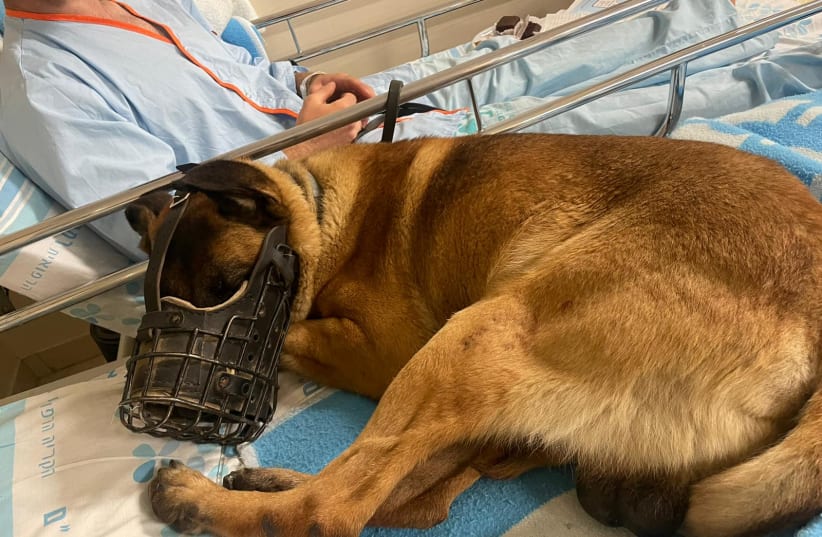  Dago the Oketz canine wounded at Jenin, rests beside his IDF handler to recover. (photo credit: RAMBAM HEALTH CARE CAMPUS)