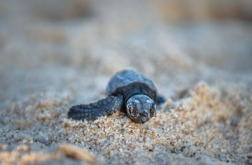  AN ENDANGERED sea turtle makes its way toward the sea after hatching from a nest, at Palmahim Beach.  (photo credit: MILA AVIV/FLASH90)