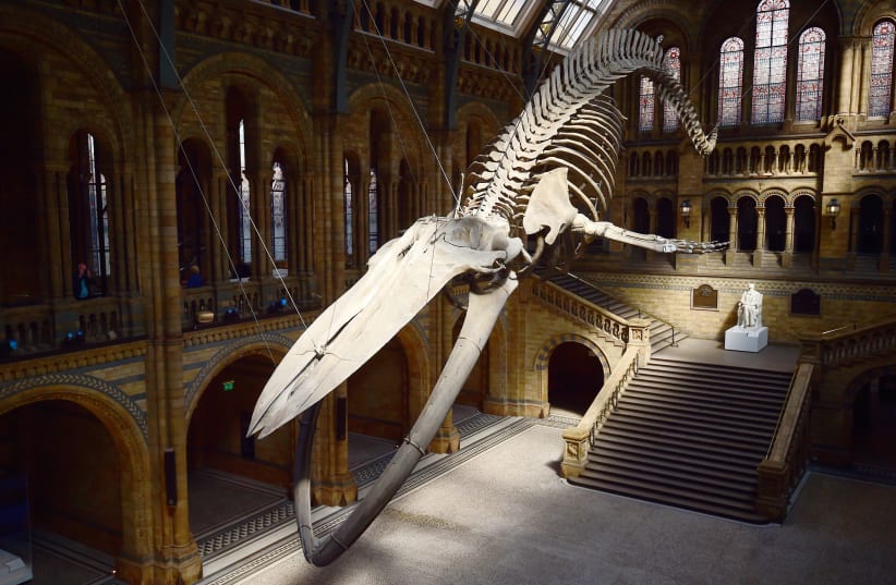  A giant blue whale skeleton is unveiled in the Hintze Hall at the Natural History Museum, London, Britain July 13, 2017. (photo credit: Hannah McKay/Reuters)