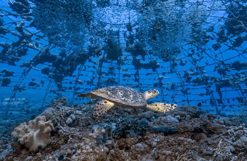  Tom Schlesinger's winning photo in the 2023 Eretz Israel Museum's nature photography contest. (photo credit:  Tom Schlesinger)