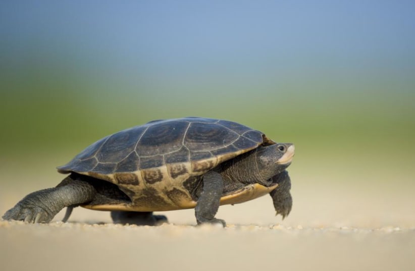  A turtle (photo credit: FREERANGE STOCK)