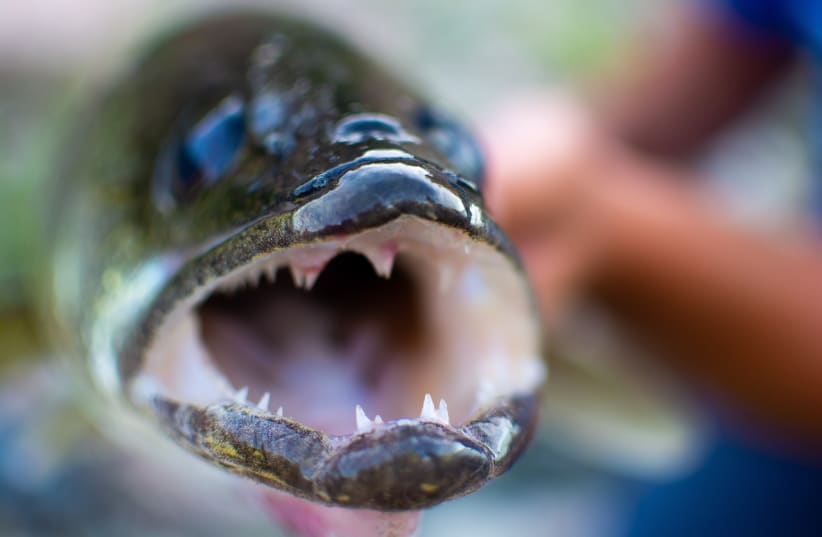 Northern Snakehead 'frankenfish' terrorizes unsuspecting fishing