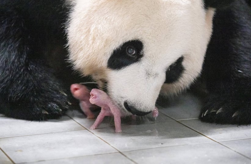  Giant Panda Ai Bao holds her baby panda with mouth after giving birth to twin at Everland amusement park in Yongin, South Korea, July 11, 2023. (photo credit: Samsung C&T/Yonhap via REUTERS)