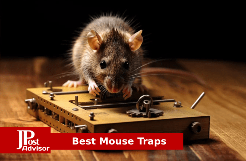 Best Mouse Traps for 2024 - The Jerusalem Post