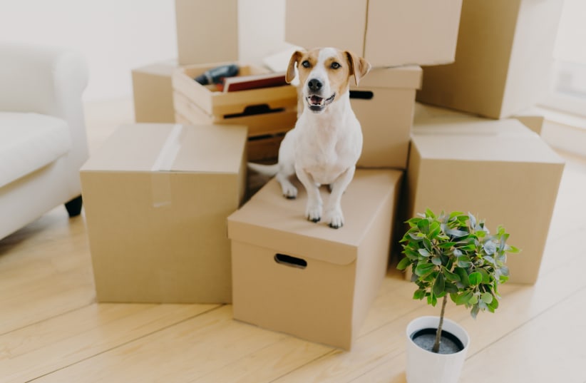  A dog is seen sitting atop moving boxes in a newly purchased apartment (Illustrative). (photo credit: INGIMAGE)