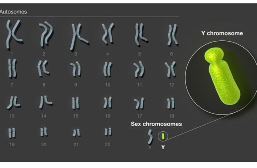  Until recently, about half of the human Y chromosome was missing from the reference genome. Now, scientists have sequenced this chromosome from end to end. (photo credit: National Human Genome Research Institute)