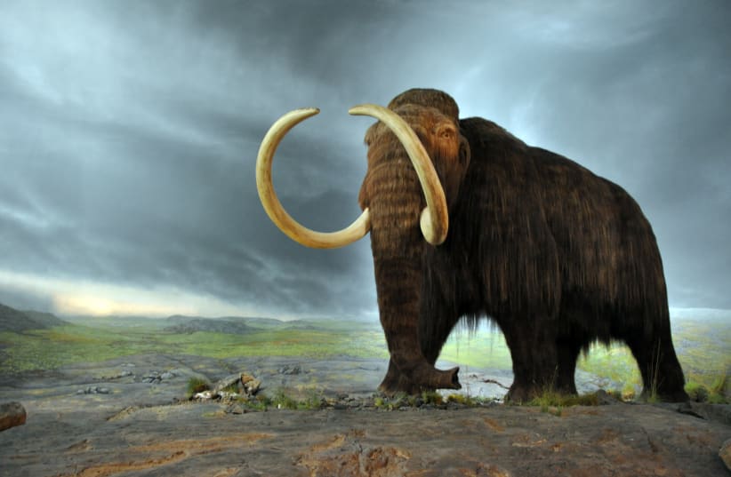 An artistic rendition of a Woolley Mammoth. (photo credit: Wikimedia Commons)
