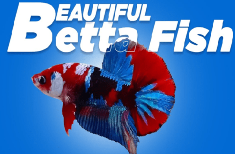 HOW TO: Care for Betta Fish 