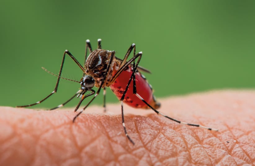 Macro close up of a yellow fever mosquito sucking blood on skin. (photo credit: Frank60 / Shutterstock)
