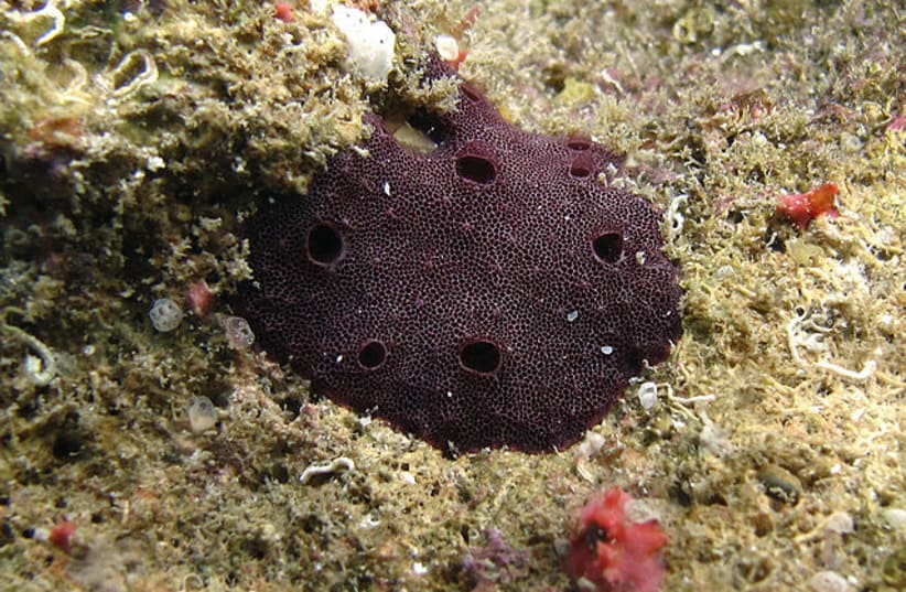  A sea sponge attached to the ocean floor. (photo credit: WIKIMEDIA)