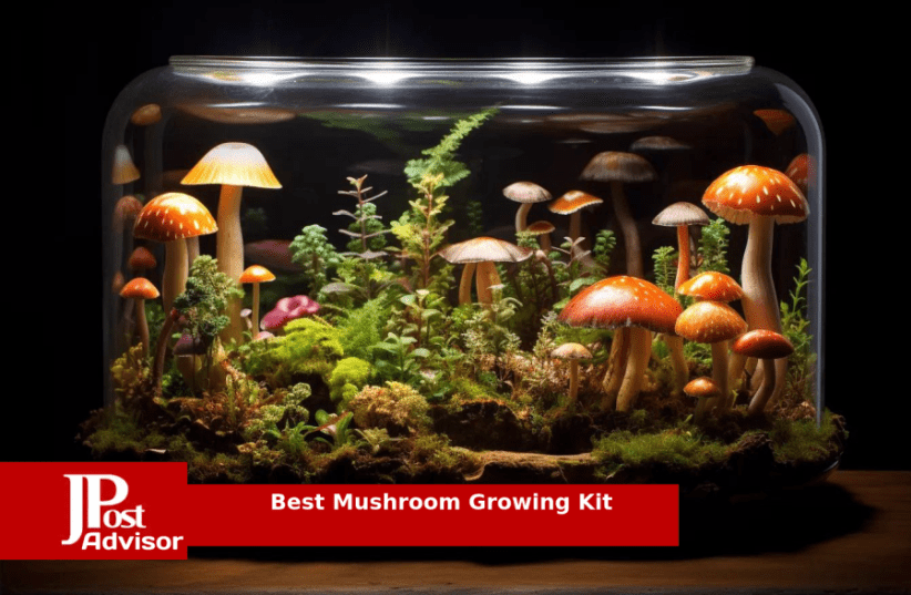 Magic Mushroom: Nail Stamping Starter Kit in 2023