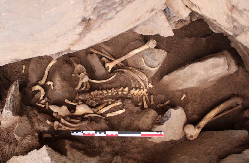  Human remains are found in a cave, and unearthed to be analyzed by Tibicena, an archaeology company, in Galdar, on the island of Gran Canaria, Spain March 13, 2023. (photo credit: Tibicena Arqueologia y Patrimonio S.L./Handout via REUTERS)