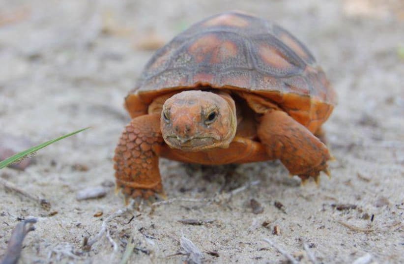 A baby gopher tortoise. (photo credit: Wikimedia Commons)