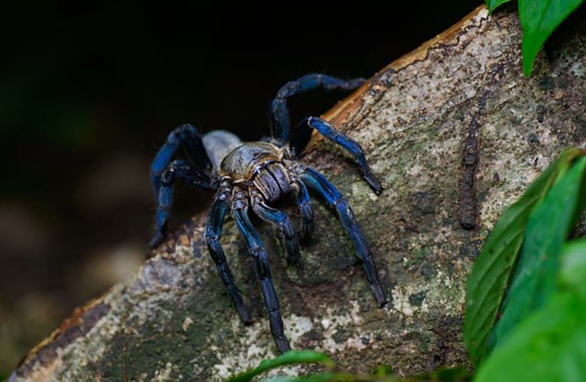  Cobalt blue tarantula - Kaeng Krachan District, Phetchaburi (photo credit: Thai National Parks\Wikimedia Commons)