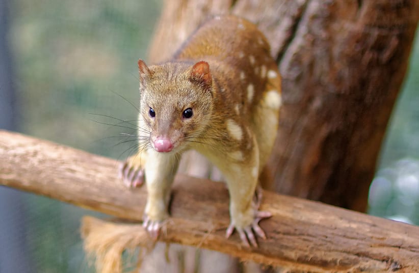 Tiger Quoll 2011 (photo credit: Michael J Fromholtz/Wikimedia Commons)