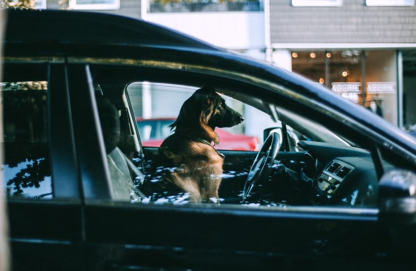  A dog sitting behind the wheel of a car. (Illustrative) (photo credit: PEXELS)