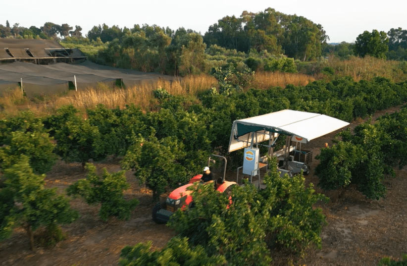  Nanovel's citrus-picking robot prototype being pulled through a citrus orchard as it collects fruit (photo credit: NANOVEL)