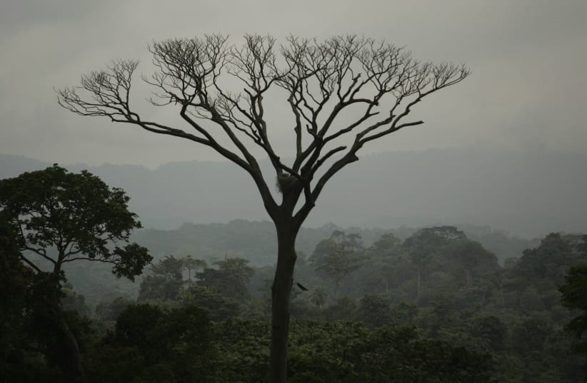  The Maiombe forest is seen near Belize January 16, 2010.  (photo credit: REUTERS/RAFAEL MARCHANTE)