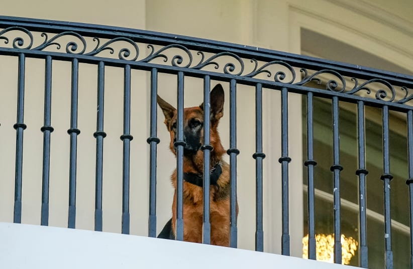  U.S. President Joe Biden’s dog Commander looks down after Biden arrived back to the White House following his visit to Holy Trinity Catholic Church in Washington, U.S., September 30, 2023 (photo credit: KEN CEDENO/REUTERS)