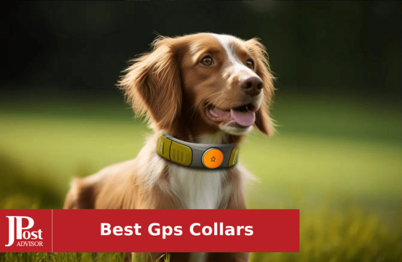 10 Most Popular GPS Collars for 2024 - The Jerusalem Post
