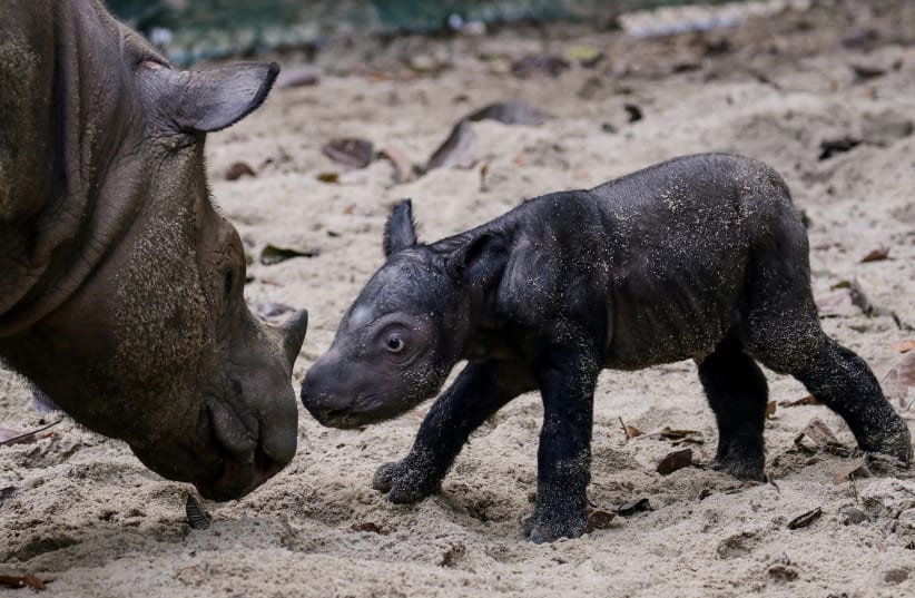  An endangered recently born female Sumatran rhinoceros is seen next to her mother, Ratu, at Sumatran Rhino Sanctuary of Kambas National Park, Lampung, Indonesia September 30, 2023. (photo credit: ANTARA FOTO VIA REUTERS)