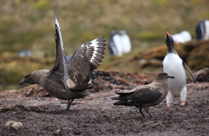 Two Brown Skuas and a wary Gentoo Penguin at Godthul, South Georgia, British Overseas Territories, UK. (photo credit: Liam Quinn/Wikimedia Commons)