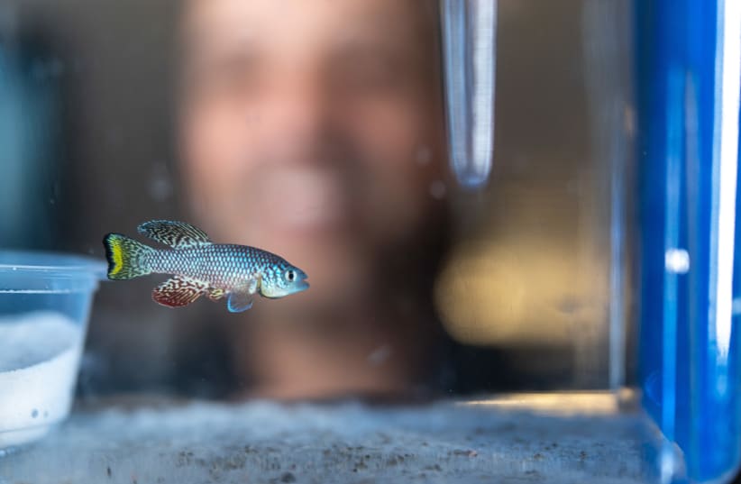  Fish at Hebrew University could hold the key to future successful hormone treatments for humans (photo credit: Dr. Itamar Harel)