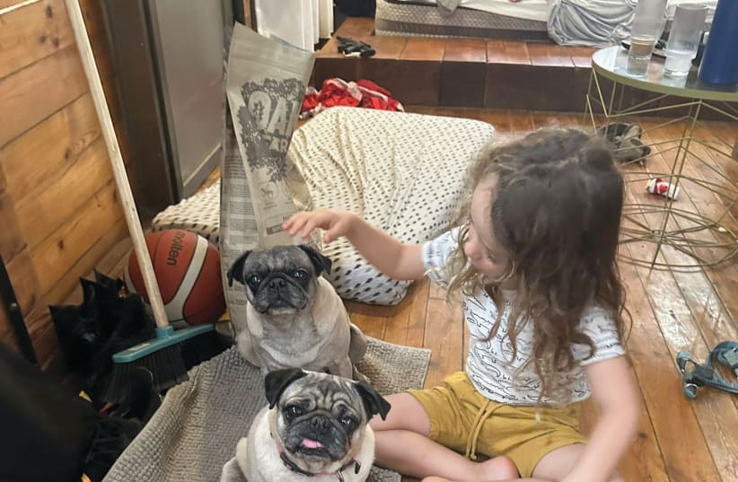  TWO PUGS are lovingly tended to by a child in their foster family, after their owners were brutally murdered.  (photo credit: EILAT ANIMALS)