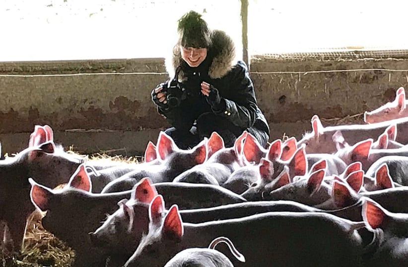 TAL KANTOR filming at a Free Farm for pigs (photo credit: TAL KANTOR)