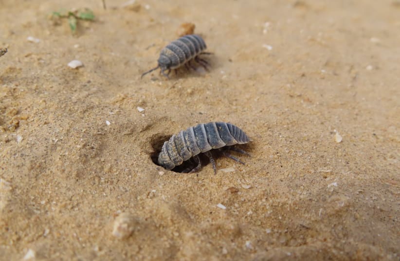  A desert isopod female assesses a potential burrow while another one observes from a distance. (photo credit: Dror Hawlena)