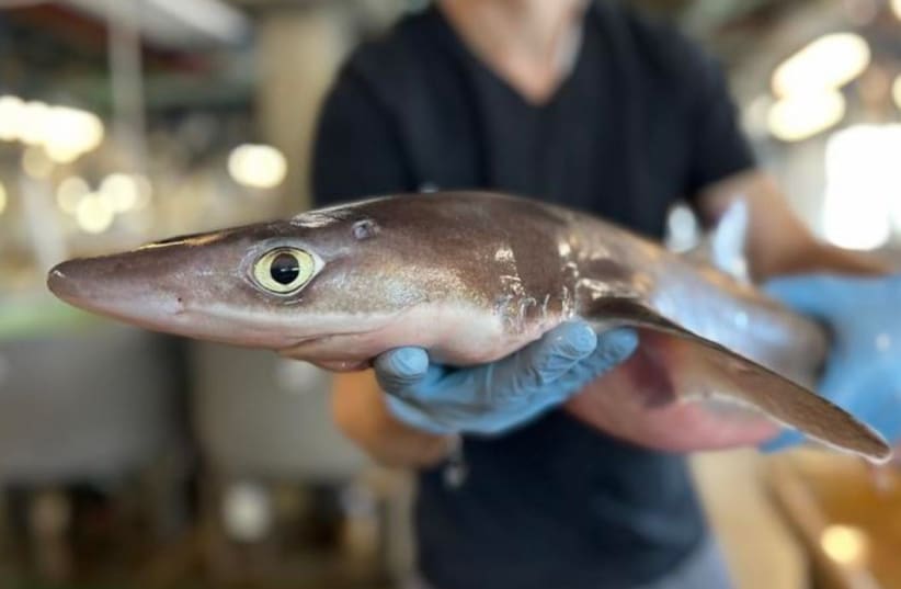  Spiny dogfish (Squalus acanthias), a small shark species, at the Marine Biological Laboratory, Woods Hole, Chicago. (photo credit: Etty Bachar-Wikström)
