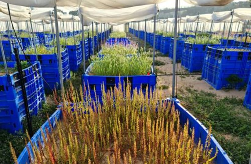  A new study shows that big data can predict a plant's effect on climate. (photo credit: NIV DEMALACH, WITH PERMISSION)