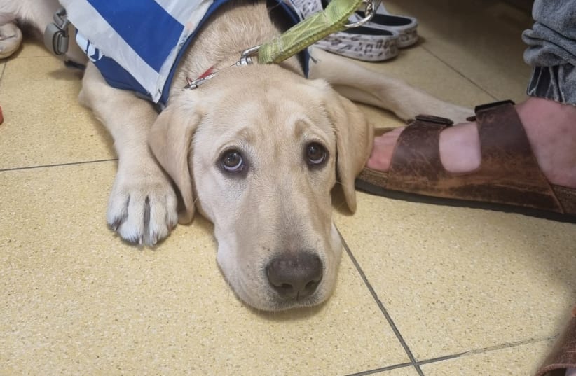  Four-legged friends provide support at Rambam Health Care Campus (photo credit: RAMBAM HEALTH CARE CAMPUS)