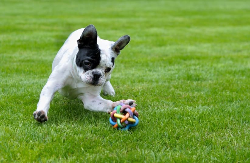  A dog playing with a toy in the grass. (photo credit: PICRYL)