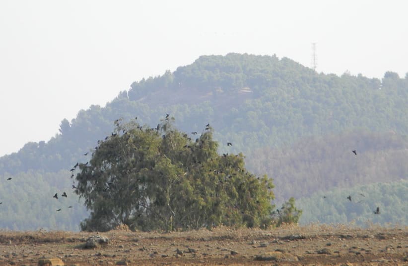 Ravens are seen in Kadita, northern Israel, with Mount Canaan seen in the background (photo credit: VIA WIKIMEDIA COMMONS)
